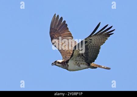 Ein wunderschöner Fischadler fliegt am hellblauen Himmel in Nord-Idaho hoch Stockfoto