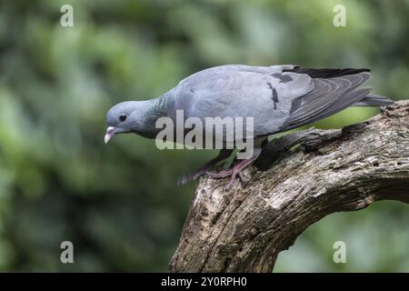 Stock Dove (Columba oenas), Emsland, Niedersachsen, Deutschland, Europa Stockfoto