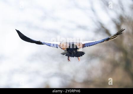 Ägyptische Gans (Alopochen aegyptiaca), Flying, Bayern, Deutschland Europa Stockfoto