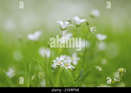 Nahaufnahme der Blüten der größeren Stichkraut (Rabelera holostea) im Frühjahr, Bayern, Deutschland, Europa Stockfoto