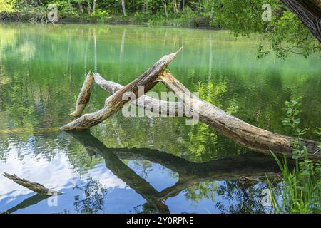 Nahaufnahme eines Baumes, der von einem europäischen Biber (Castor fiber) gefällt wurde, der im Wasser liegt, Franken, Bayern, Deutschland, Europa Stockfoto