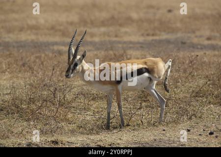 Thomson-Gazelle (Gazella thomsonii), Ngorongoro-Krater, Tansania, Afrika Stockfoto