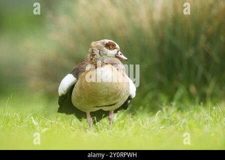 Ägyptische Gans (Alopochen aegyptiaca), auf einer Wiese stehend, Bayern, Deutschland Europa Stockfoto