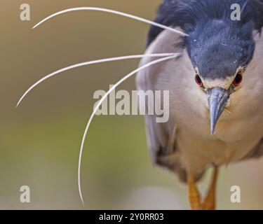 Porträt des Schwarzgekrönten Nachtreihers (Nycticorax nycticorax), in prächtigem Gefieder mit dekorativen Federn, Angeln, Jagen, auf der Suche, auf der Suche nach Nahrungssuche, Stockfoto