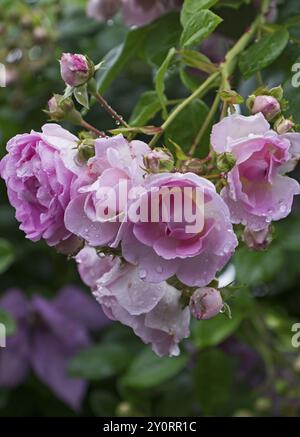 Rose (Rosa sp.) Mit Regentropfen, Nordrhein-Westfalen, Deutschland, Europa Stockfoto