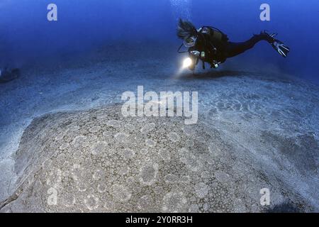 Taucher, der Schwimmen vor beleuchteten großen Schmetterlingsrochen (Gymnura altavela) ansieht, riesiger Schmetterlingsrochen riesiger Schmetterlingsrochen liegt auf dem Sandstrand seab Stockfoto