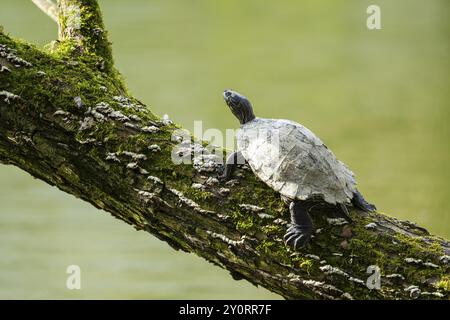 Europäische Teichschildkröte (Emys orbicularis) auf einem Baumstamm über dem Wasser, Bayern, Gernany Stockfoto