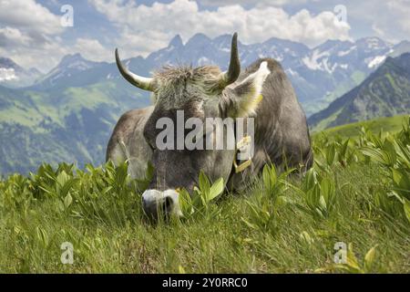 Allgaeu-Braunrinder (Bos primigenius taurus) am Fellhorn, dahinter der Allgaeu-Hauptkamm mit Trettachspitze, Maedelegabel, Bockkarkopf und H Stockfoto