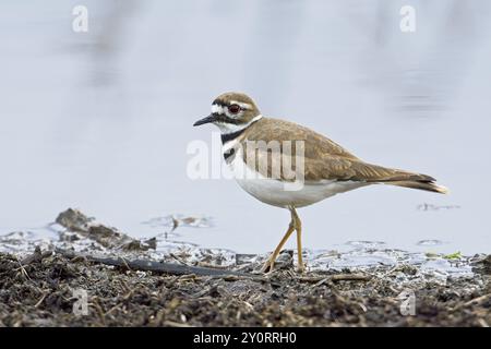 Ein kleiner Killdeer-Pflug spaziert auf unbefestigtem Boden neben dem ruhigen Teich in der Nähe von Liberty Lake, Washington Stockfoto