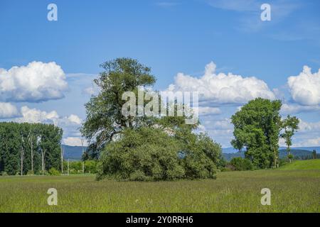 Eine alte Wiege (Salix fragilis) steht auf einer hohen Wiese, darüber große Wolken am Himmel bei Pfatter, Oberpfalz, Bayern, Deutschland, Europa Stockfoto