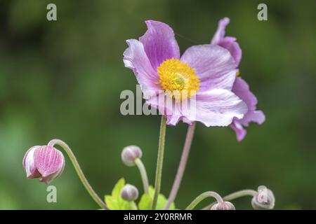 Chinesische Anemone (Anemone hupehensis), Nordrhein-Westfalen, Deutschland, Europa Stockfoto