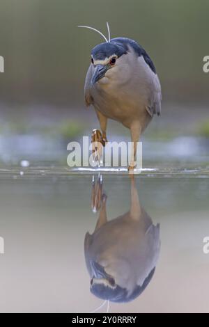 Porträt des Schwarzgekrönten Nachtreihers (Nycticorax nycticorax), in prächtigem Gefieder mit dekorativen Federn, Angeln, Jagen, auf der Suche, auf der Suche nach Nahrungssuche, Stockfoto