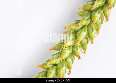 Nahaufnahme, grüner Samenkopf von breitblättrigem Kochbananen (Plantago Major) auf weißem Hintergrund Stockfoto