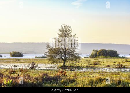 Einzelner Baum an einem Seeufer in einem überfluteten Feuchtgebiet Stockfoto