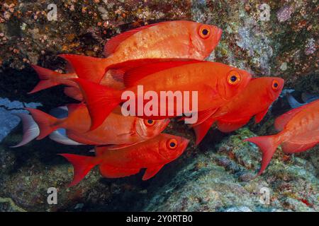 Schwarm gemeine Großauge (Priacanthus hamrur) Schwarm von Fischen in roter Farbe schwimmt dicht in Korallenriffen, Pazifik, Indo-Pazifik, Indischer Ozean, R Stockfoto