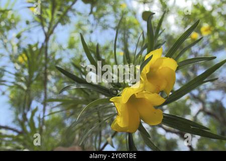 Gelber Oleander (Thevetia peruviana), gelbe Blüte, Baum, Blick von unten, Boma ng'ombe, Tansania, Afrika Stockfoto