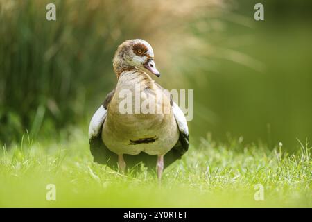 Ägyptische Gans (Alopochen aegyptiaca), auf einer Wiese stehend, Bayern, Deutschland Europa Stockfoto