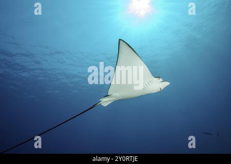 Gefleckter Adlerrochen (Aetobatus ocellatus) schwimmt vor blauem Meerwasser blauem Hintergrund über strahlender Sonne, Indischer Ozean, Indo-Pazifik, Malediven, A Stockfoto