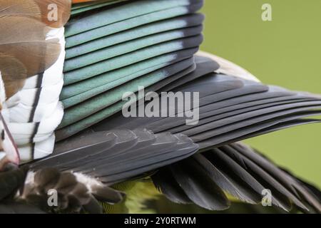 Ägyptische Gans (Alopochen aegyptiaca), Detail, Federn, Bayern, Deutschland, Europa Stockfoto