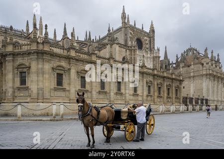 Pferdekutsche vor der Kathedrale von Sevilla, Catedral de Santa Maria de la Sede, Sevilla, Andalusien, Spanien, Europa Stockfoto