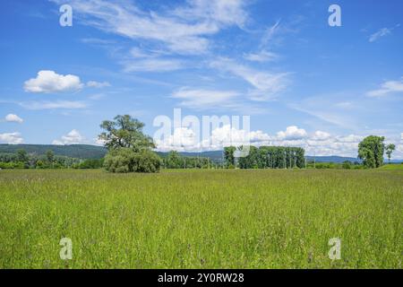 Eine alte Wiege (Salix fragilis) steht auf einer hohen Wiese, über der sich in der Nähe von Pfatter, Oberpfalz, Bayern, Deutschland, Europa bewölkt Stockfoto