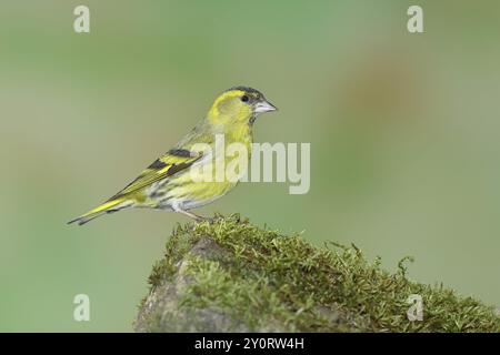 Eurasischer Sisskin (Carduelis spinus), männlich sitzend auf einem moosbedeckten Stein, Wilnsdorf, Nordrhein-Westfalen, Deutschland, Europa Stockfoto