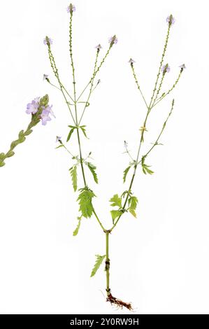 Eisenkraut (Verbena officinalis) mit Wurzel auf weißem Hintergrund, Bayern, Deutschland, Europa Stockfoto