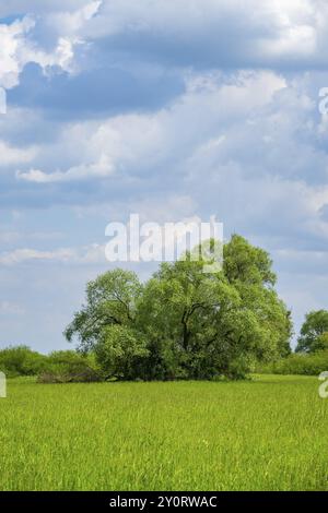 Eine alte Wiege (Salix fragilis) steht auf einer hohen Wiese, über der sich in der Nähe von Pfatter, Oberpfalz, Bayern, Deutschland, Europa bewölkt Stockfoto