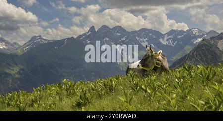 Allgaeu-Braunrinder (Bos primigenius taurus) am Fellhorn, dahinter der Allgaeu-Hauptkamm mit Trettachspitze, Maedelegabel, Bockkarkopf und H Stockfoto