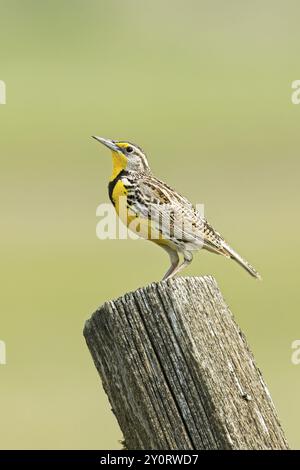 Eine wunderschöne westliche Wiesenlarke steht auf einem hölzernen Zaunpfosten im Osten Washingtons Stockfoto