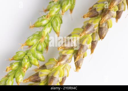 Nahaufnahme, Samenköpfe von breitblättrigem Kochbananen (Plantago Major) auf weißem Hintergrund Stockfoto