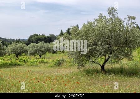 Olivenhain bei Lourmarin, Departement Vaucluse, Region Provence-Alpes-Cote d'Azur, Frankreich, Europa Stockfoto