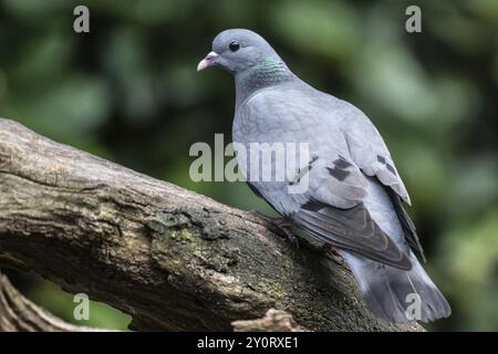 Stock Dove (Columba oenas), Emsland, Niedersachsen, Deutschland, Europa Stockfoto