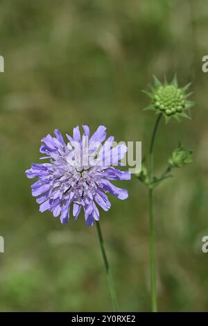 Feldskabius (Knautia arvensis), Kartenfamilie, mehrjährig, blühend auf einer Wiese, Wilnsdorf, Nordrhein-Westfalen, Deutschland, Europa Stockfoto
