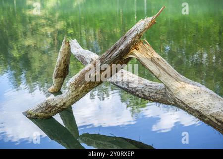 Nahaufnahme eines Baumes, der von einem europäischen Biber (Castor fiber) gefällt wurde, der im Wasser liegt, Franken, Bayern, Deutschland, Europa Stockfoto