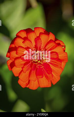 Nahaufnahme, Blume einer roten Zinnia (Zinnia) im Sonnenlicht, Neunkirchen, Niederösterreich, Österreich, Europa Stockfoto