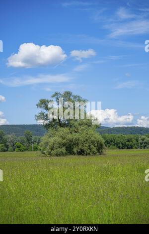 Eine alte Wiege (Salix fragilis) steht auf einer hohen Wiese, über der sich in der Nähe von Pfatter, Oberpfalz, Bayern, Deutschland, Europa bewölkt Stockfoto