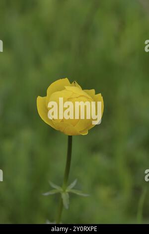 Europäischer Globeflower (Trollius europaeus), gelbe Blüte auf einer Feuchtwiese, Wilnsdorf, Nordrhein-Westfalen, Deutschland, Europa Stockfoto