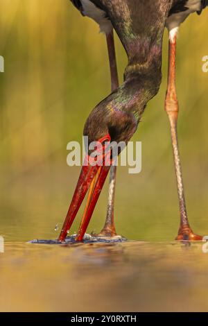 Schwarzstorch (Ciconia nigra) Angeln, Jagen, auf der Suche nach Nahrung, mit weißen Fischen als Beute, Porträt, Flachwasserzone, Uferbereich, hun Stockfoto