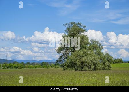 Eine alte Wiege (Salix fragilis) steht auf einer hohen Wiese, darüber große Wolken am Himmel bei Pfatter, Oberpfalz, Bayern, Deutschland, Europa Stockfoto