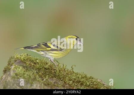 Eurasischer Sisskin (Carduelis spinus), männlich sitzend auf einem moosbedeckten Stein, Wilnsdorf, Nordrhein-Westfalen, Deutschland, Europa Stockfoto