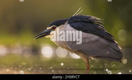 Porträt des Schwarzgekrönten Nachtreihers (Nycticorax nycticorax), in prächtigem Gefieder mit dekorativen Federn, Angeln, Jagen, auf der Suche, auf der Suche nach Nahrungssuche, Stockfoto