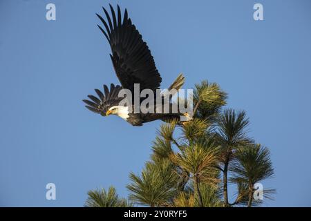 Ein Weißkopfseeadler fliegt an einem klaren Tag in Nord-Idaho von einer Baumspitze ab Stockfoto