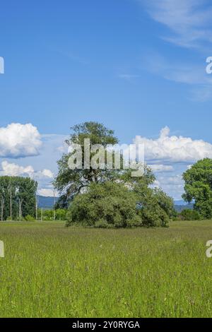 Eine alte Wiege (Salix fragilis) steht auf einer hohen Wiese, darüber große Wolken am Himmel bei Pfatter, Oberpfalz, Bayern, Deutschland, Europa Stockfoto