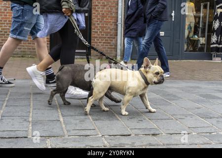 Hunde an der Leine, auf einem Bürgersteig, Hundeperspektive, die zwischen Menschen in einer Fußgängerzone laufen Stockfoto