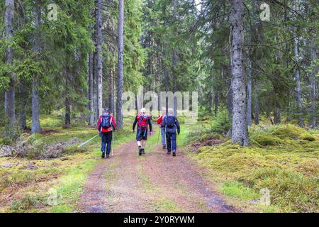 Gruppe von Männern mit aktivem Lebensstil, die auf einem gewundenen Wanderweg in einem Fichtenwald wandern Stockfoto