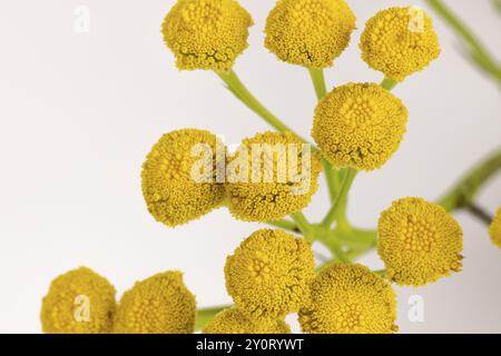 Makrofoto, Blumen von tansy (Tanacetum vulgare) auf weißem Hintergrund Stockfoto