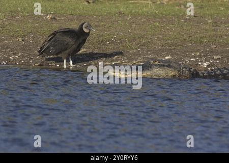 Amerikanischer Alligator (Alligator mississippiensis) und Schwarzgeier (Coragyps atratus), Ufer, Wasser, Myakka River State Park, Florida, USA, North Ameri Stockfoto