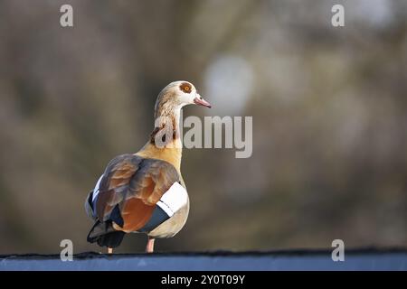 Ägyptische Gans (Alopochen aegyptiaca), stehend, Bayern, Deutschland Europa Stockfoto