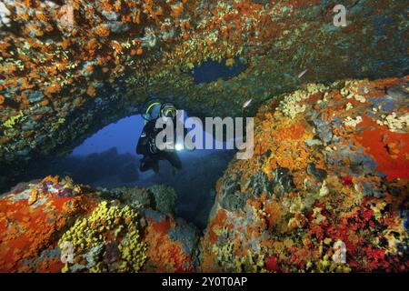 Taucher tauchen durch Unterwasserhöhle natürlicher Felsbogen beleuchtete bunte Schwämme (Porifera) in bunt bunt bunt bunt mit Krustenanemonen (P Stockfoto